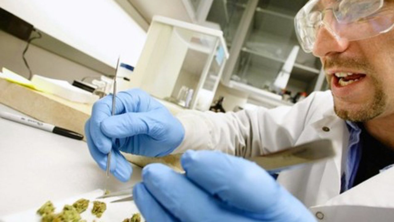 An Overview Of Marijuana Testing: A Must For Cannabis Producers
