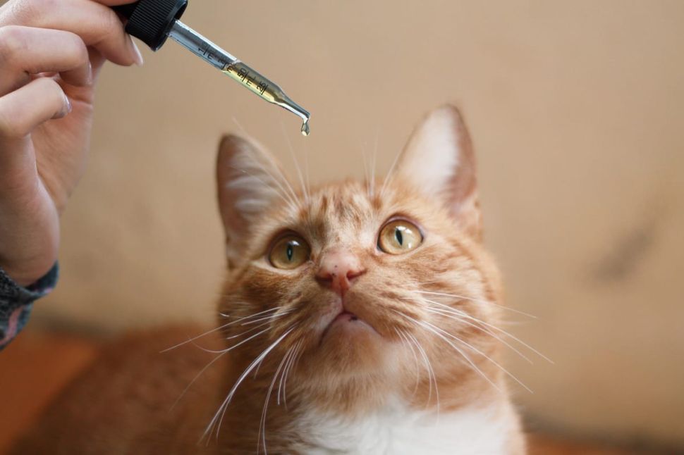 Precautions of Choosing CBD for Cats: The Risks You Need to Know
