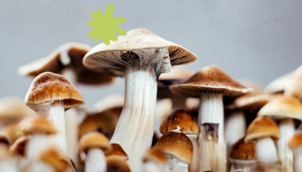 Learn About the Usefulness of Magic Mushrooms